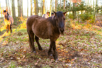 A beautiful Polish horse grazing in the forest in its natural habitat.
