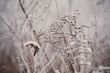 Frozen plants during frost in the field. Beautiful winter natural landscape.