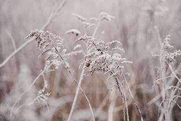 Frozen plants during frost in the field. Beautiful winter natural landscape.