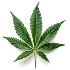 Vibrant Green Cannabis Leaf Isolated on White Background, High-Quality Stock Image