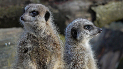Two alert meerkats gaze into the distance, showcasing their inquisitive nature in a serene environment. The image captures their unique appearance, alert expressions, and attentiveness 