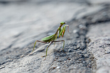 praying mantis on stone