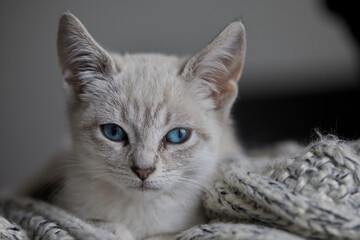 Siamese cats are known for their striking appearance, with a sleek, slender body, almond-shaped blue eyes, and a short coat with color points on the ears, face, paws, and tail.