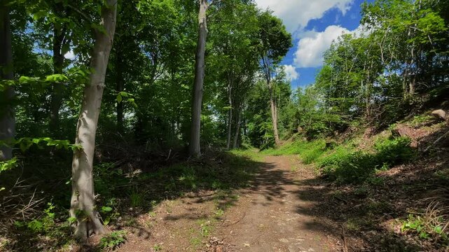 Pan across a footpath through woodland trees planted on an old ironstone quarry in springtime. Northamptonshire in England UK.