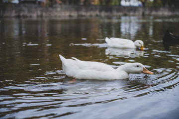 white duck swimming in the lake