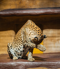 Leopard Grooming A Fascinating Insight into Natures Graceful and Beautiful Cat in Action
