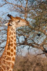 South Africa, Kruger National Park, Giraffe (Giraffa camelopardalis)