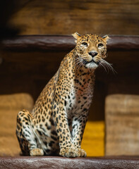 A Playful Leopard Thrives in Its Stunning Natural Habitat Amongst the Untamed Beauty of Nature
