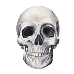 Human skull with teeth. skeleton bones. Anatomical head. Gothic and theatrical props. Vintage retro accessory. Watercolor illustration without background. Hand drawing.