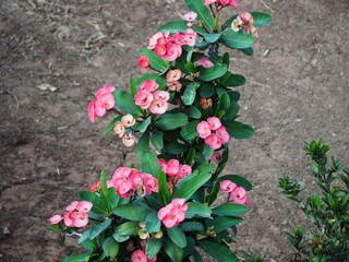 Corona de Sespina have pink-red flowers contrasting with long, dark green leaves. Crown of thorns is succulent plant. Euphorbia milii Des Moul trunk have thorns. Clustered flowers 2-8 small flowers
