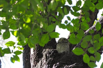 Fototapeta premium Spotted owl stands in hollow in a large tree. It is protected by green leaves for safety. Athene brama has round head and large eyes. The overall body is grayish-brown with white spots scattered over 