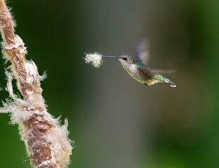 hummingbird getting plant down from cattail