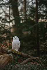 A stunning Snowy Owl with characteristic white plumage and dark spots is captured sitting calmly on a substantial wooden stump