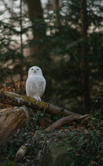 Obraz premium A stunning Snowy Owl with characteristic white plumage and dark spots is captured sitting calmly on a substantial wooden stump
