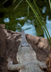 a slender-snouted crocodile rests on rough, sandy terrain, its long, narrow jaws pointing upwards. Its ancient, textured, grey-green skin is visible, scaled and powerful