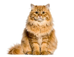 Obraz premium cat sitting view from the front, isolated white background 