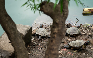 Red-eared slider bask near a pond