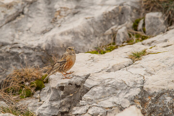 Petit oiseau, accenteur alpin dans le Verdon