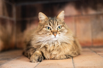 Beautiful kitty