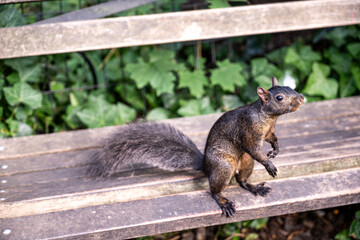 squirrel in the park