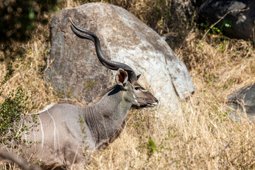 South Africa, Kruger National Park, Greater Kudu (Tragelaphus strepsiceros), male