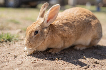 rabbit in the garden