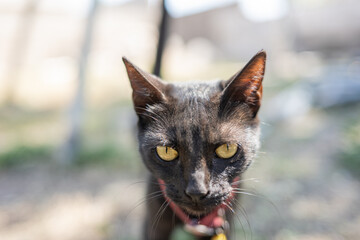 Beautiful kitty
