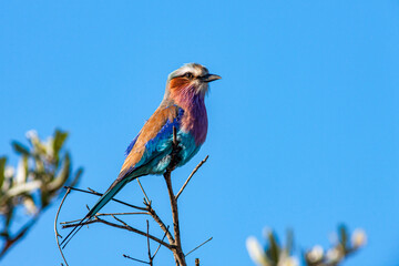South Africa, Kruger National Park, Lilac-breasted Roller (Coracias caudatus)