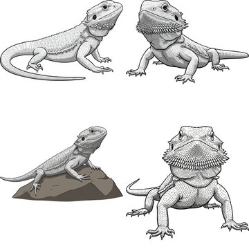 bearded dragon image set