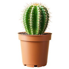 Cactus plant in pot indoor home decor minimalist environment
