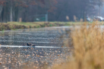 Drückjagd, Schwarzwild im Wasser 