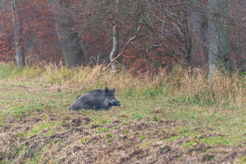 Drückjagd, Schwarzwild im Wasser 