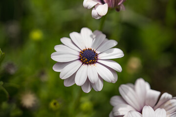 Obraz premium white cosmos flower