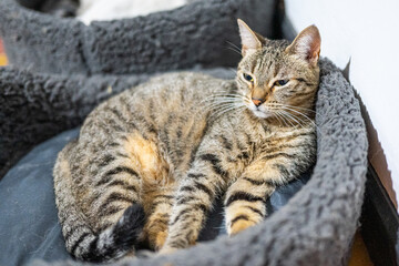 Beautiful kitty
