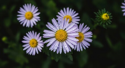 Obraz premium Close up view of purple daisy flower with rain drops. Natural beauty and botanical concept. Macro detail of blooming petal.