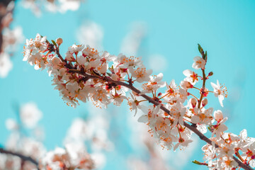Branches heavily laden with delicate white blossoms are captured against a soft, slightly hazy blue sky