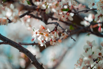 A stunning close-up focuses on a cluster of delicate white blossoms on a branch. The intricate details of the petals