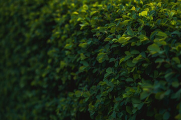A close-up shot captures the dense texture of a green hedge or bush, filling the frame with various shades of green leaves