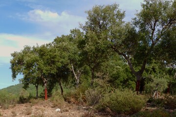 Beneath a bright sky, healthy trees stand tall in a natural environment