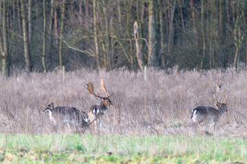 Damhirschrudel am Einstand