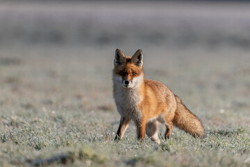 Fuchs im Winterfell
