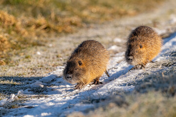 Nutria auf Wanderschaft