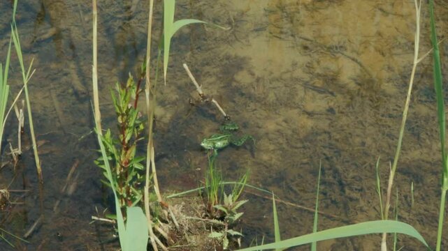 In der Paarungszeit wird der Teich lebendig: Fr&ouml;sche quaken lautstark, balzen um Partner und sammeln sich im Wasser. Ein faszinierendes Naturschauspiel voller Energie und Lebensfreude.