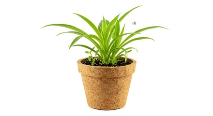 Fototapeta premium Green Potted Plant on White Background (Left)