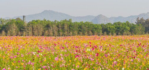 cosmos flower garden with mountain and blue sky background