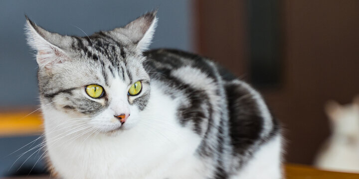 cute cat at home, yellow-eyed cat 