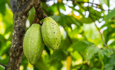 cocoa cacao tree plant fruit plantation ecuador rainforest seed forest cocoa fruit in the tree red variety is considered to be the best shot in ecuadorian jungle cocoa cacao tree plant fruit plantatio