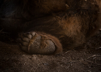 A detailed close-up of a bear’s paw showcasing its rough texture, powerful claws, and natural strength. 