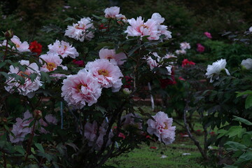 女性らしさを感じる花