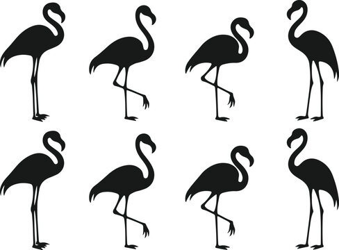 Elegant flamingo silhouettes a collection of bird graphics